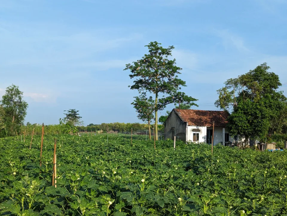 Vườn rau của Văn Thị Anh